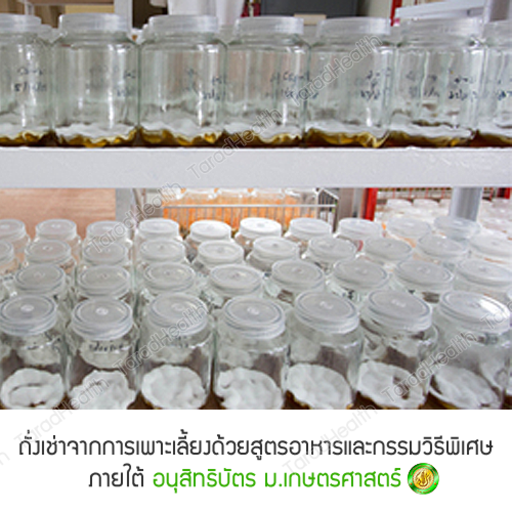ถั่งเช่า คอร์ดี้ไทย (ม.เกษตร) สำหรับผู้ชาย จำนวน 2 กระปุก แถมฟรี 1 กระปุก ถั่งเช่า คอร์ดี้ไทย (ม.เกษตร) สำหรับผู้ชาย จำนวน 2 กระปุก แถมฟรี 1 กระปุก