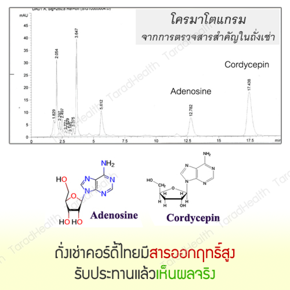 ถั่งเช่า คอร์ดี้ไทย (ม.เกษตร) สำหรับผู้ชาย จำนวน 2 กระปุก แถมฟรี 1 กระปุก ถั่งเช่า คอร์ดี้ไทย (ม.เกษตร) สำหรับผู้ชาย จำนวน 2 กระปุก แถมฟรี 1 กระปุก